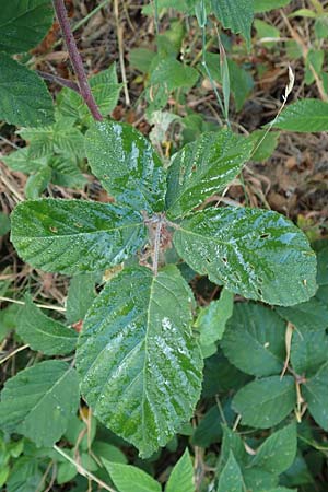 Rubus tauni \ Taunus-Brombeere / Taunus Bramble, D Taunus, Königstein 4.8.2019