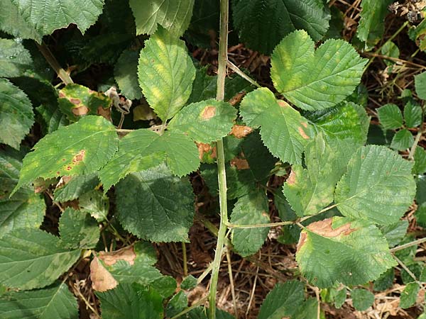 Rubus rotundifoliatus \ Rundblttrige Haselblatt-Brombeere, D Karlsruhe 14.8.2019