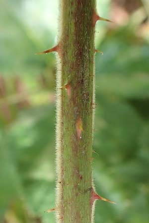 Rubus rotundifoliatus \ Rundblttrige Haselblatt-Brombeere / Round-Leaved Bramble, D Karlsruhe 14.8.2019