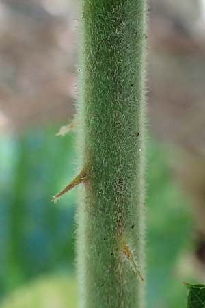 Rubus rotundifoliatus \ Rundblttrige Haselblatt-Brombeere, D Karlsruhe 14.8.2019