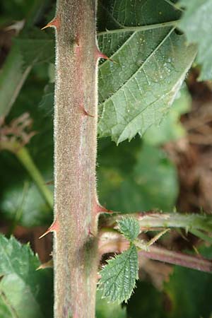 Rubus rotundifoliatus \ Rundblttrige Haselblatt-Brombeere / Round-Leaved Bramble, D Karlsruhe 14.8.2019