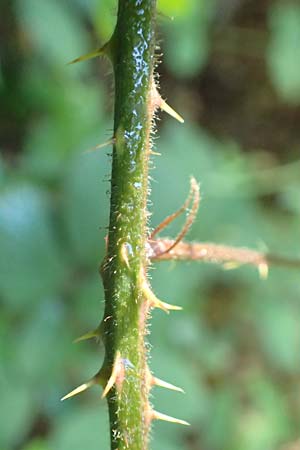 Rubus transvestitus \ Verkleidete Brombeere, Falsche Samt-Brombeere, D Karlsruhe 18.8.2019