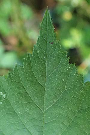 Rubus transvestitus \ Verkleidete Brombeere, Falsche Samt-Brombeere, D Karlsruhe 18.8.2019