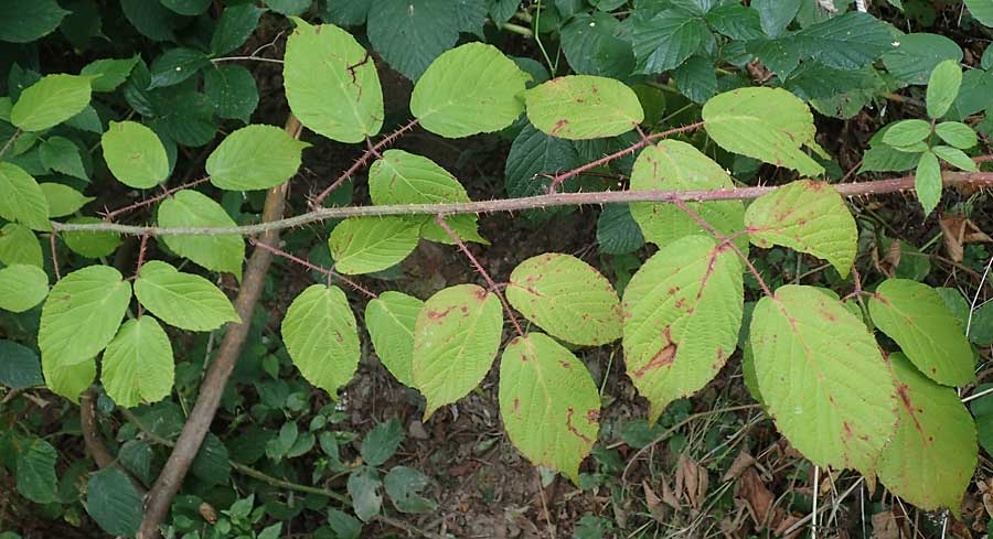 Rubus tereticaulis / Round-Stem Bramble, D Ettlingen-Schluttenbach 18.8.2019