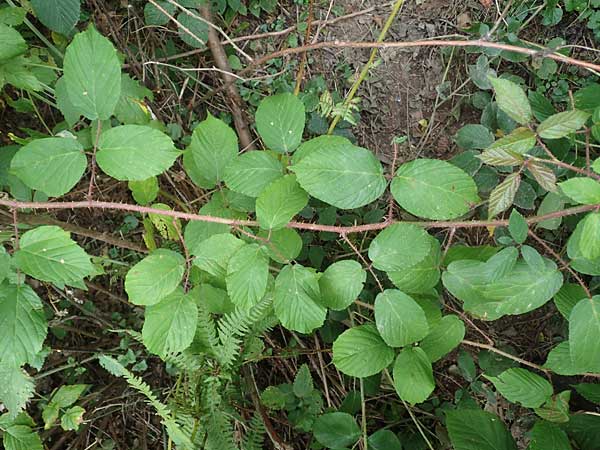 Rubus tereticaulis \ Rundstngelige Brombeere, D Ettlingen-Schluttenbach 18.8.2019