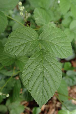 Rubus tenuihabitus ? \ Zarte Haselblatt-Brombeere / Tiny Bramble, D Fröndenberg-Hohenheide 11.6.2020