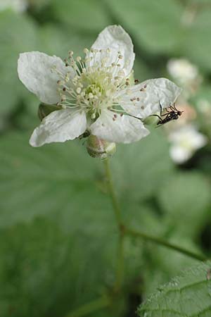 Rubus tenuihabitus ? \ Zarte Haselblatt-Brombeere / Tiny Bramble, D Fröndenberg-Hohenheide 11.6.2020