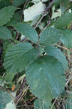 Rubus tuberculatiformis ? \ Falsche Höckerige Haselblatt-Brombeere / Tubercular-Like Bramble, D Hördinghausen-Dahlinghausen 10.9.2020