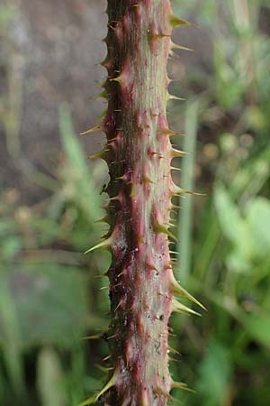 Rubus tuberculatus \ Hckerige Haselblatt-Brombeere, D Vogelsberg, Lehnheim 8.8.2021