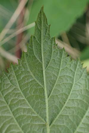 Rubus tuberculatus \ Höckerige Haselblatt-Brombeere / Tubercular Bramble, D Vogelsberg, Lehnheim 8.8.2021