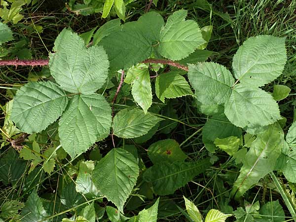 Rubus tuberculatus \ Hckerige Haselblatt-Brombeere / Tubercular Bramble, D Vogelsberg, Lehnheim 8.8.2021
