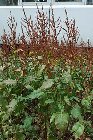 Rumex obtusifolius subsp. obtusifolius \ Stumpfblatt-Ampfer / Broad-Leaved Dock, D Mannheim 15.7.2023