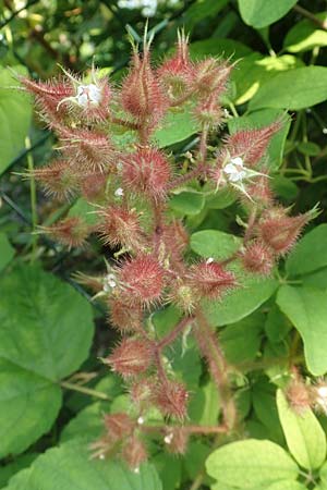 Rubus phoenicolasius \ Japanische Weinbeere, Rotborstige Himbeere / Wine Raspberry, D Bensheim 24.6.2016