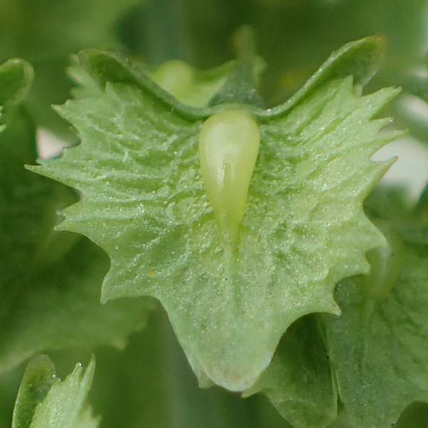 Rumex stenophyllus \ Schmalblttriger Ampfer, D Ludwigshafen 9.9.2017