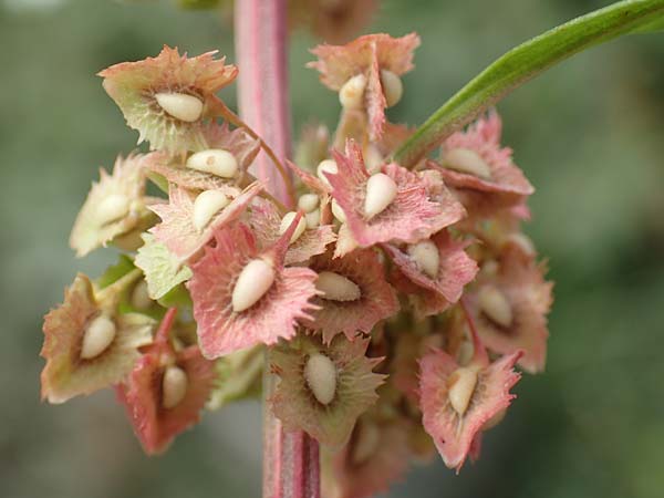 Rumex stenophyllus \ Schmalblttriger Ampfer / Narrowleaf Dock, D Ludwigshafen 9.9.2017