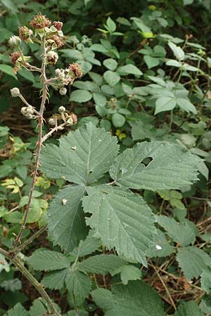 Rubus schnedleri \ Schnedlers Brombeere / Schnedler's Bramble, D Odenwald, Fürth 5.7.2018