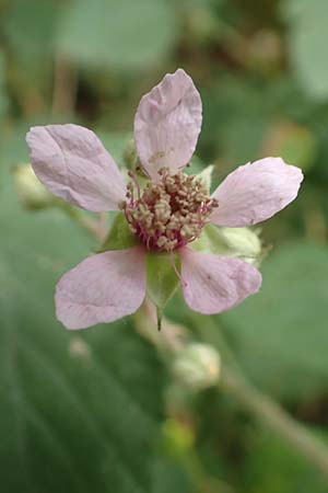 Rubus schnedleri \ Schnedlers Brombeere / Schnedler's Bramble, D Odenwald, Fürth 5.7.2018