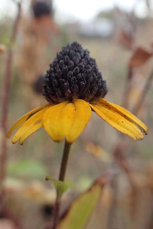 Rudbeckia triloba / Brown-Eyed Susan, Three-Leaved Coneflower, D Mannheim 22.9.2018