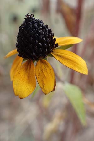 Rudbeckia triloba \ Dreilappiger Sonnenhut, Oktober-Sonnenhut / Brown-Eyed Susan, Three-Leaved Coneflower, D Mannheim 22.9.2018