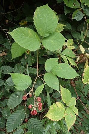 Rubus elegans ? \ Vielschwnzige Brombeere / Elegant Bramble, D Bad Dürkheim-Hardenburg 11.8.2019