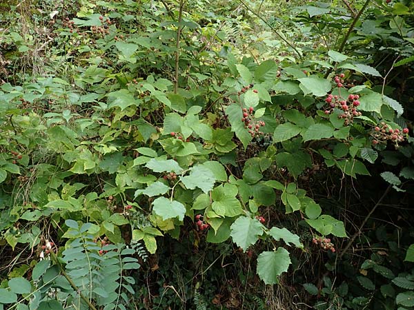 Rubus elegans ? \ Vielschwnzige Brombeere / Elegant Bramble, D Bad Dürkheim-Hardenburg 11.8.2019