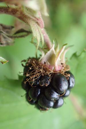 Rubus elegans ? \ Vielschwnzige Brombeere / Elegant Bramble, D Bad Dürkheim-Hardenburg 11.8.2019