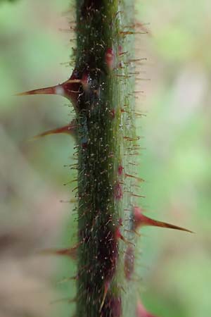 Rubus radula \ Raspel-Brombeere / File-Stemmed Bramble, D Rheinstetten-Silberstreifen 14.8.2019