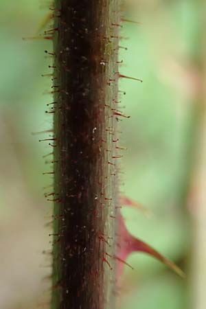 Rubus radula \ Raspel-Brombeere / File-Stemmed Bramble, D Rheinstetten-Silberstreifen 14.8.2019