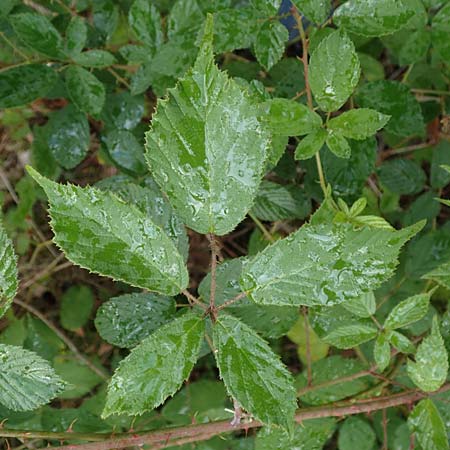 Rubus radula \ Raspel-Brombeere / File-Stemmed Bramble, D Rheinstetten-Silberstreifen 14.8.2019