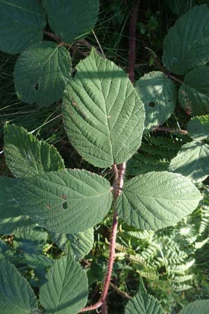 Rubus hirtus agg. ? \ Dunkeldrsige Brombeere / Rough Bramble, D Schwarzwald/Black-Forest, Hornisgrinde 4.9.2019