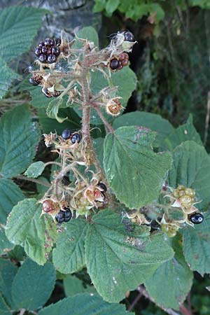 Rubus hirtus agg. ? \ Dunkeldrsige Brombeere / Rough Bramble, D Schwarzwald/Black-Forest, Hornisgrinde 4.9.2019