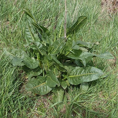 Rumex patientia / Garden Dock, D Rheinhessen, Frei-Laubersheim 13.4.2021