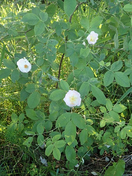 Rosa tomentosa \ Filz-Rose / Whitewoolly Rose, Harsh Downy Rose, D Wurmlingen 9.6.2016