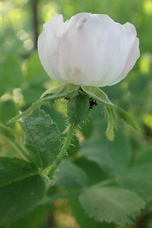 Rosa tomentosa \ Filz-Rose / Whitewoolly Rose, Harsh Downy Rose, D Wurmlingen 9.6.2016