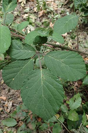 Rubus vestitus \ Samt-Brombeere / Velvet Bramble, D Odenwald, Mörlenbach 5.7.2018