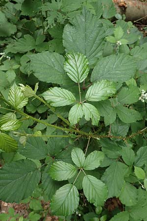 Rubus vulgaris \ Gewhnliche Brombeere, D Eppstein 22.6.2019