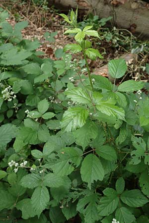 Rubus vulgaris \ Gewhnliche Brombeere / Common Bramble, D Eppstein 22.6.2019