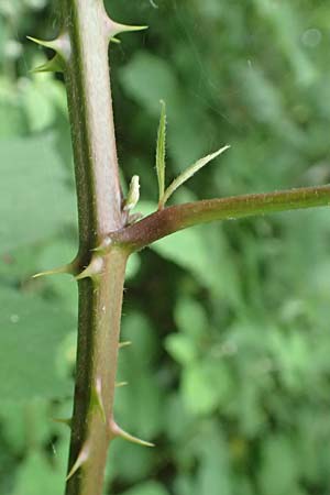 Rubus vulgaris \ Gewhnliche Brombeere / Common Bramble, D Eppstein 22.6.2019