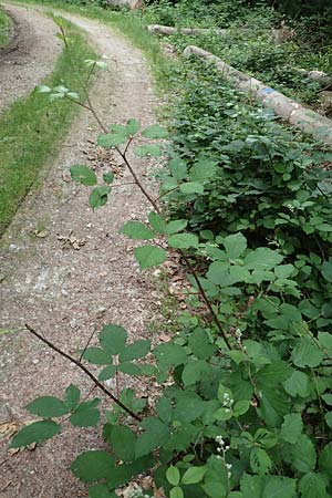 Rubus vulgaris \ Gewhnliche Brombeere / Common Bramble, D Eppstein 22.6.2019
