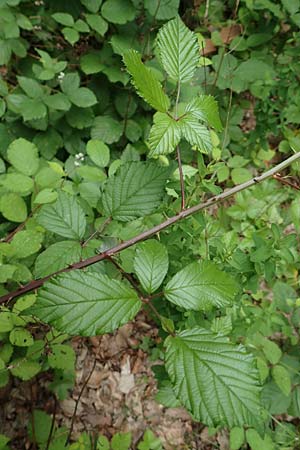 Rubus vulgaris \ Gewhnliche Brombeere / Common Bramble, D Eppstein 22.6.2019