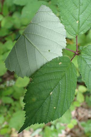 Rubus vulgaris \ Gewhnliche Brombeere, D Eppstein 22.6.2019