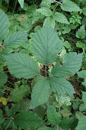 Rubus vulgaris \ Gewhnliche Brombeere / Common Bramble, D Trendelburg-Wülmersen 28.7.2019