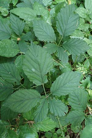 Rubus vulgaris \ Gewhnliche Brombeere / Common Bramble, D Trendelburg-Wülmersen 28.7.2019
