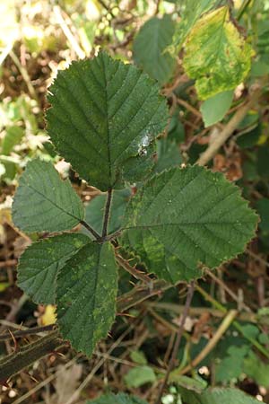 Rubus vestitus \ Samt-Brombeere / Velvet Bramble, D Krickenbecker Seen 27.7.2020