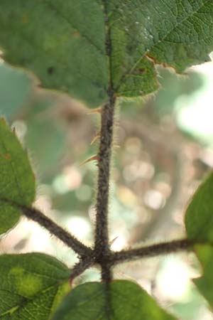 Rubus vestitus \ Samt-Brombeere / Velvet Bramble, D Krickenbecker Seen 27.7.2020