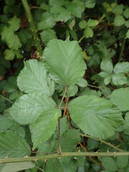 Rubus vigorosus \ Üppige Brombeere / Strong Bramble, D Krickenbecker Seen 27.7.2020