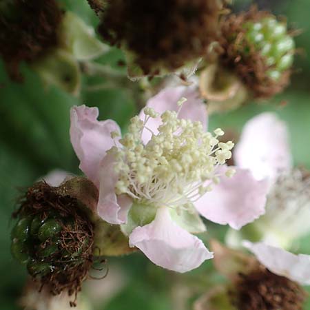 Rubus vigorosus \ ppige Brombeere / Strong Bramble, D Krickenbecker Seen 27.7.2020