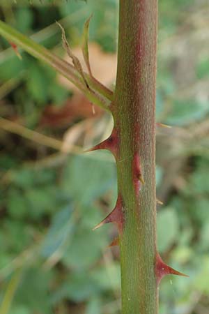 Rubus winteri \ Winters Brombeere, D Bretten 11.9.2019