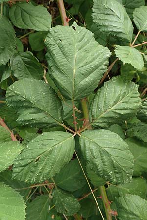 Rubus winteri / Winter's Bramble, D Bretten 11.9.2019