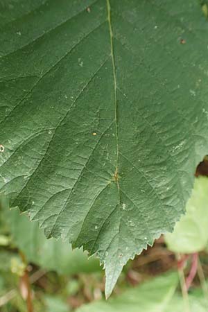 Rubus winteri \ Winters Brombeere / Winter's Bramble, D Bretten 11.9.2019